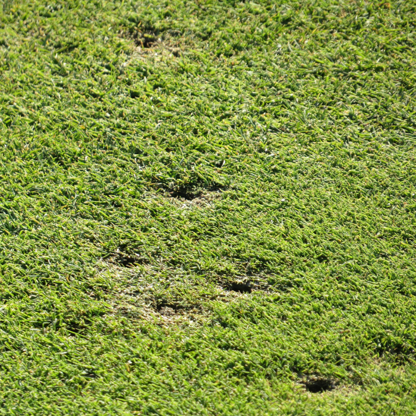 Close up of ball marks in the ground.